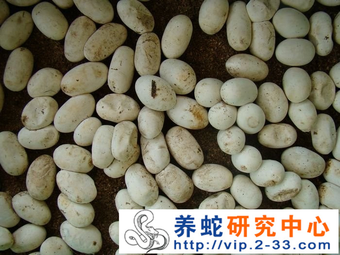 蛇卵（蛇蛋）的形态