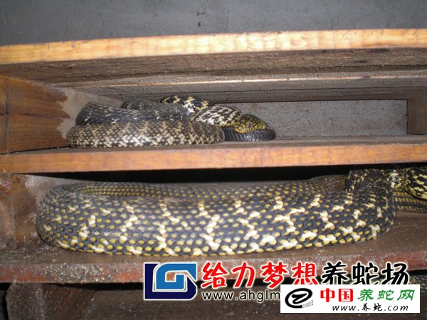 大王蛇养殖