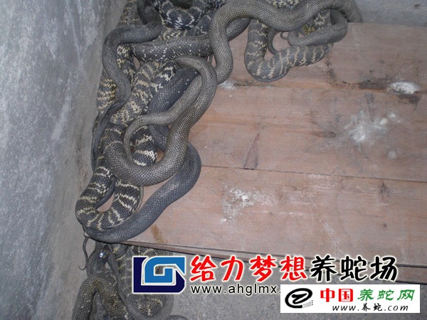 大王蛇养殖