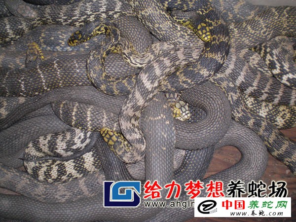 大王蛇养殖