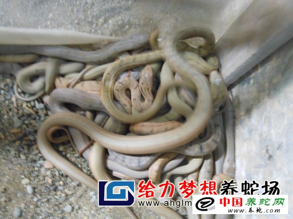 大王蛇幼蛇养殖