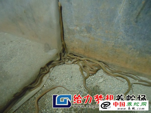 大王蛇幼蛇养殖