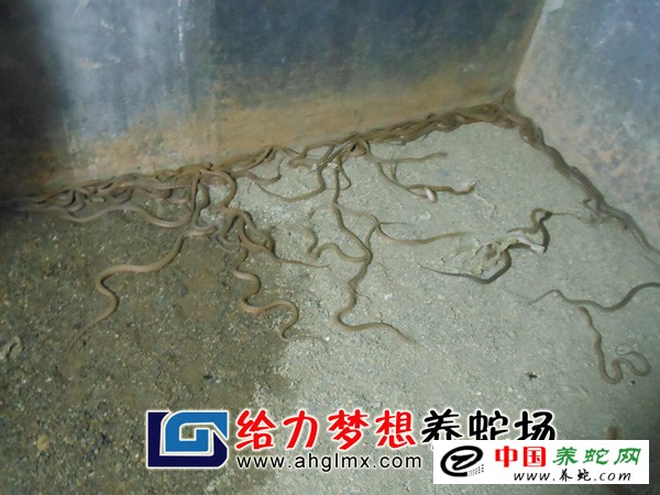 大王蛇幼蛇养殖