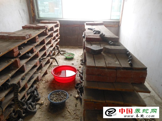 大王蛇养殖成功案例