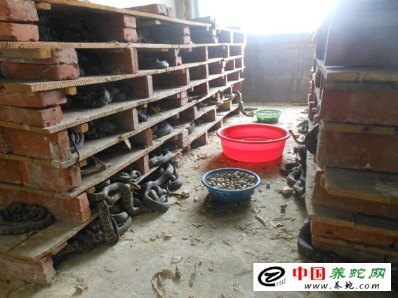 大王蛇养殖成功案例