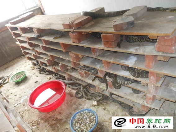 大王蛇养殖成功案例