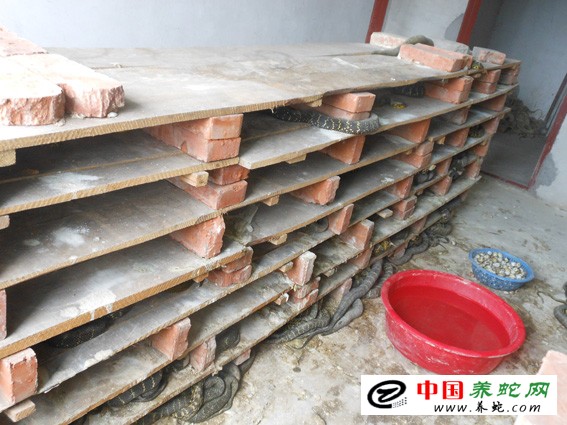 大王蛇养殖成功案例