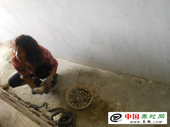 大王蛇养殖成功案例