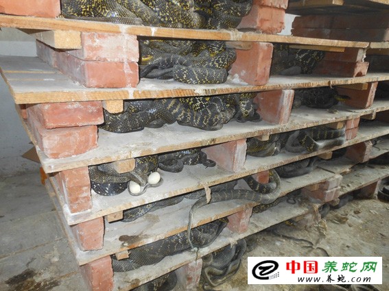 大王蛇养殖成功案例