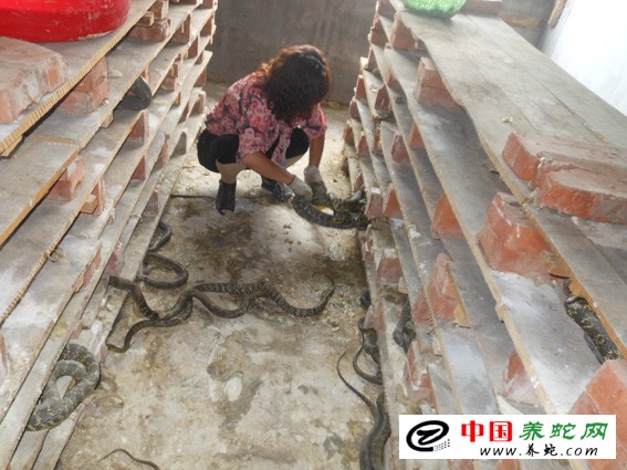 大王蛇养殖成功案例