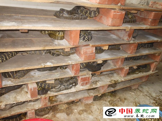 大王蛇养殖成功案例