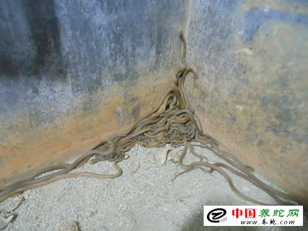 大王蛇幼蛇养殖