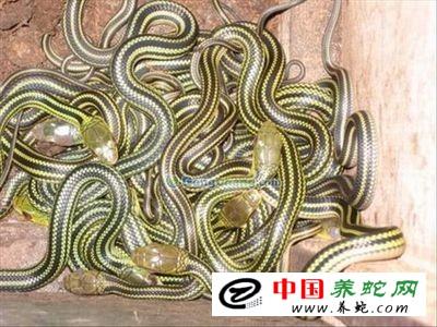 中国养蛇场