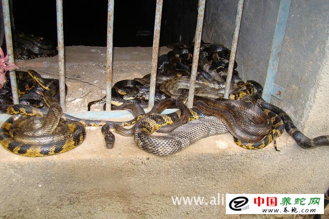 养蛇风险
