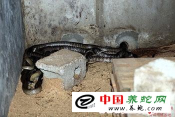 养蛇的效益