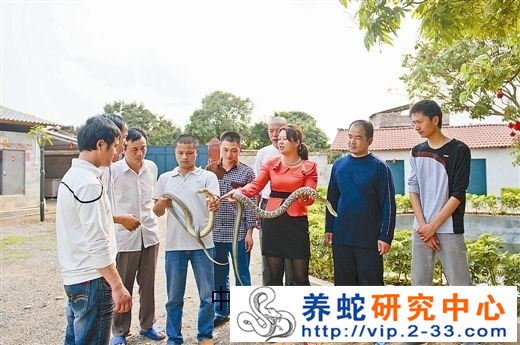 养蛇产业
