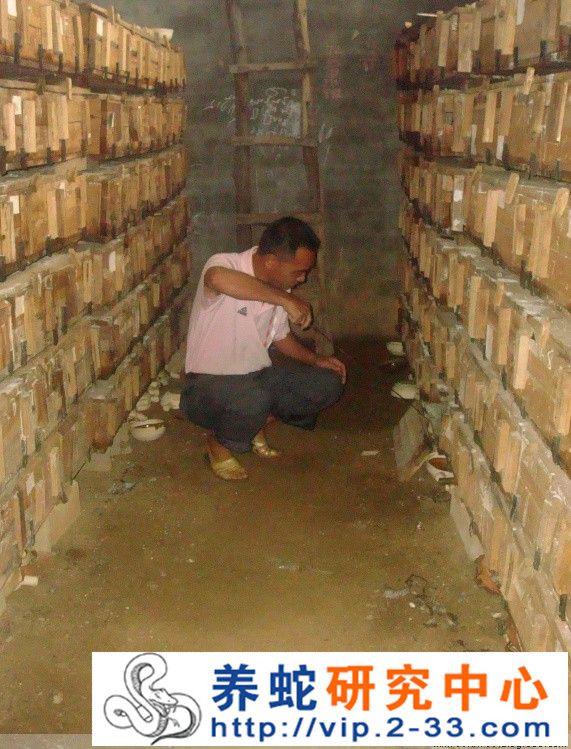 木箱养蛇技术
