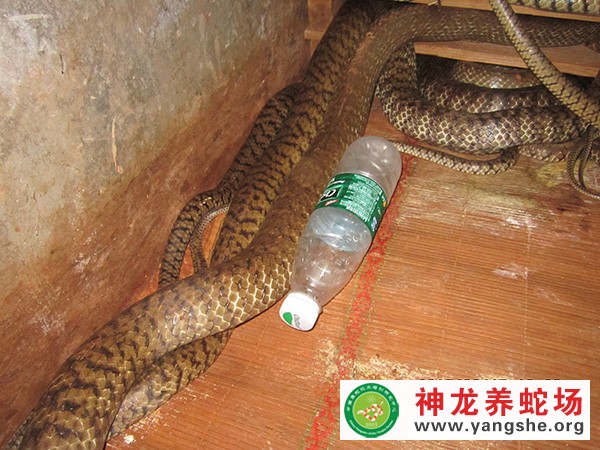 水律蛇种蛇养殖视频