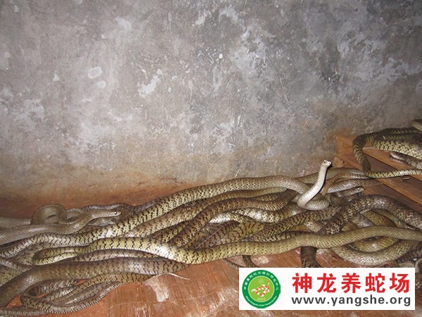 水律蛇种蛇养殖视频
