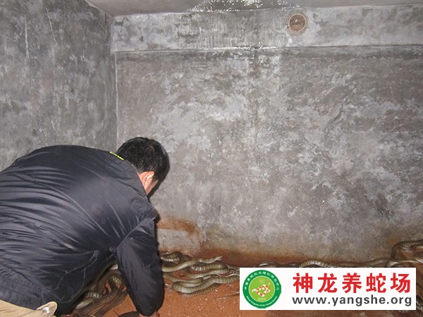 水律蛇种蛇养殖视频