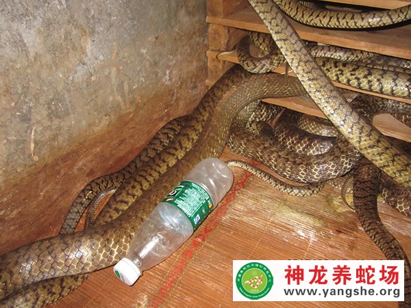 水律蛇种蛇养殖视频