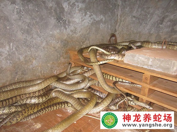 水律蛇种蛇养殖视频
