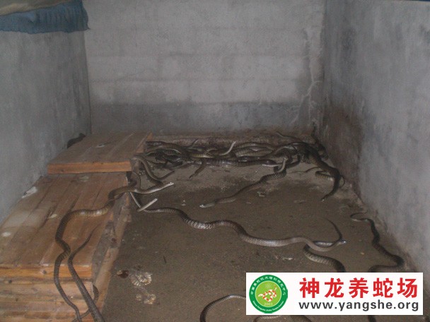 水律蛇养殖视频,水律蛇养殖技术视频,水律蛇养殖场视频