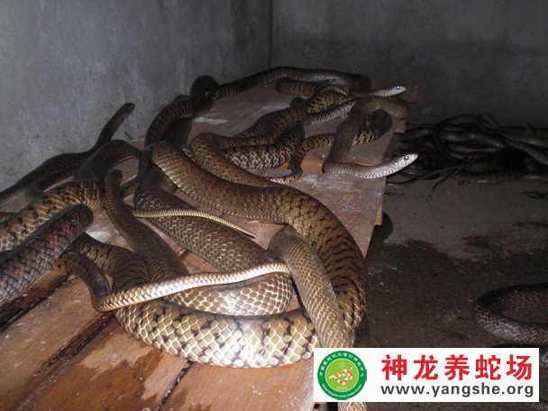 水律蛇养殖视频（十三月龄）