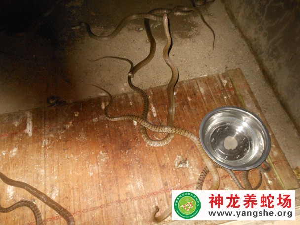 水律蛇养殖视频,水律蛇养殖技术视频,水律蛇养殖场视频