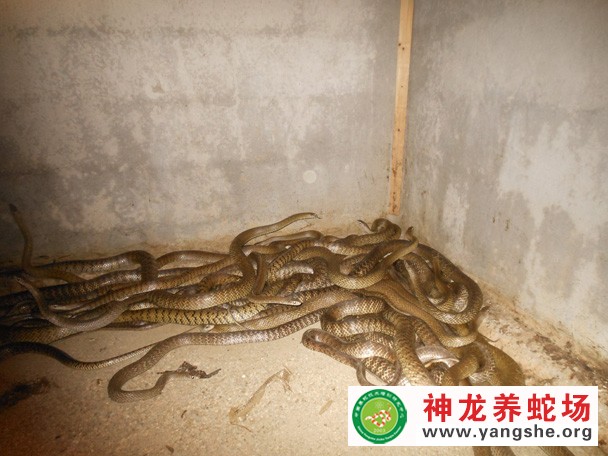 水律蛇养殖视频,水律蛇养殖技术视频,水律蛇养殖场视频