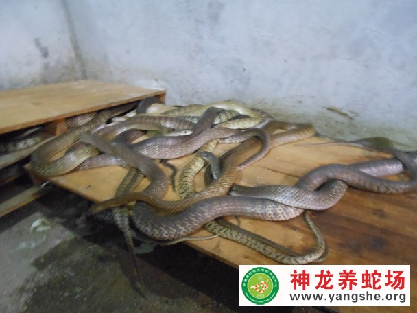 水律蛇养殖视频,水律蛇养殖技术视频,水律蛇养殖场视频