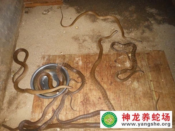 水律蛇养殖视频,水律蛇养殖技术视频,水律蛇养殖场视频