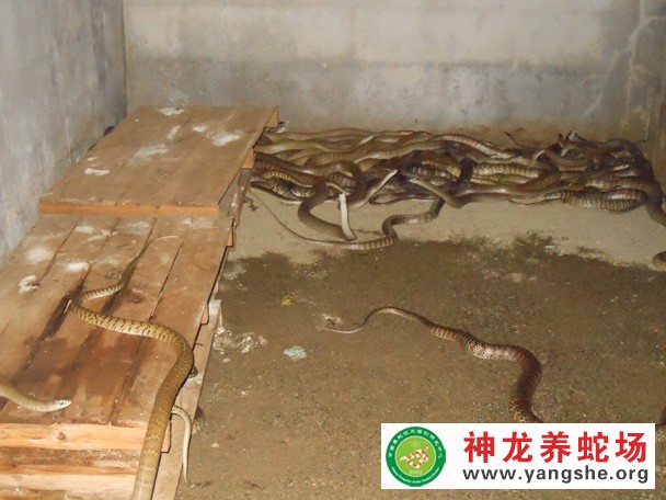 水律蛇养殖视频,水律蛇养殖技术视频,水律蛇养殖场视频