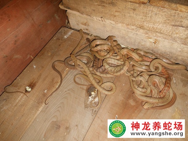 大王蛇养殖技术视频（五月龄）