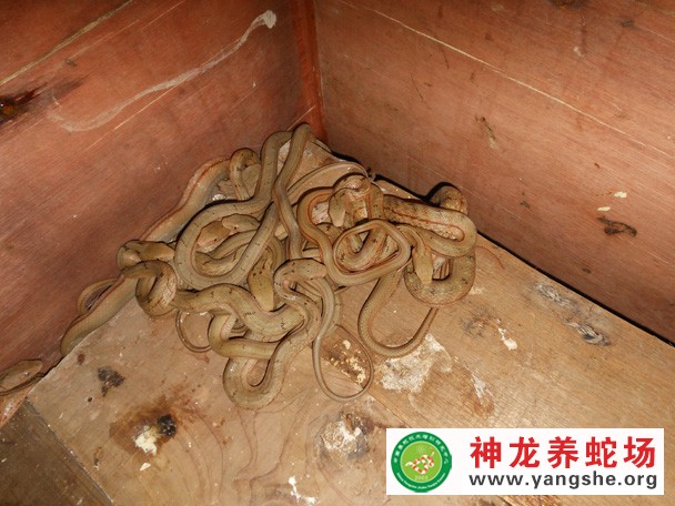 大王蛇养殖技术视频（五月龄）