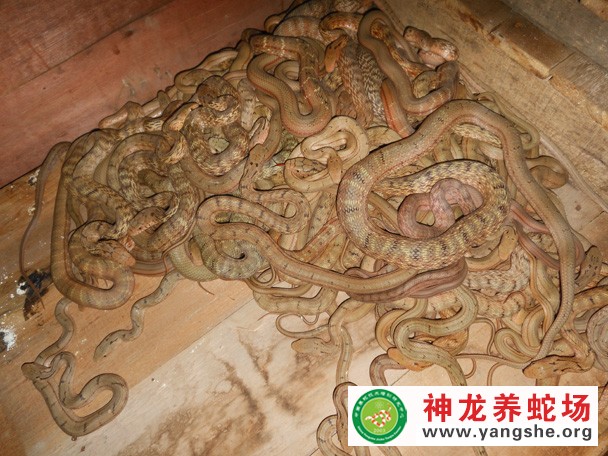 大王蛇养殖视频（五月龄）