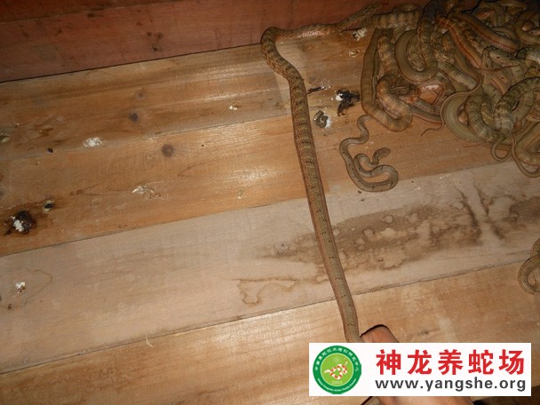 大王蛇养殖技术视频（五月龄）