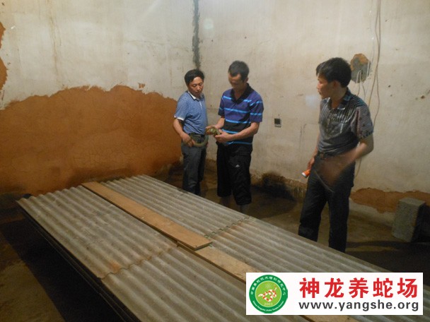 学员养殖大王蛇成功案例