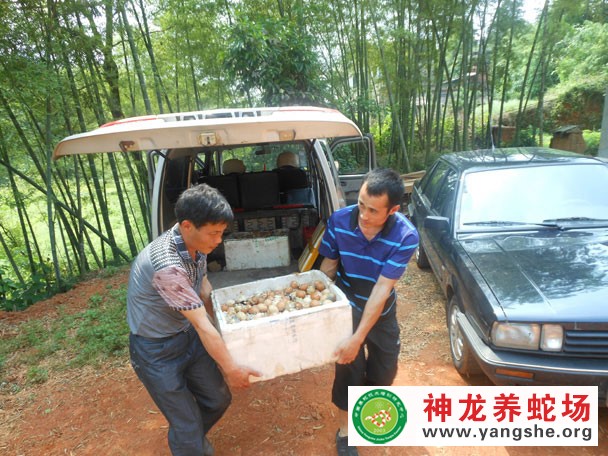 学员养殖大王蛇成功案例