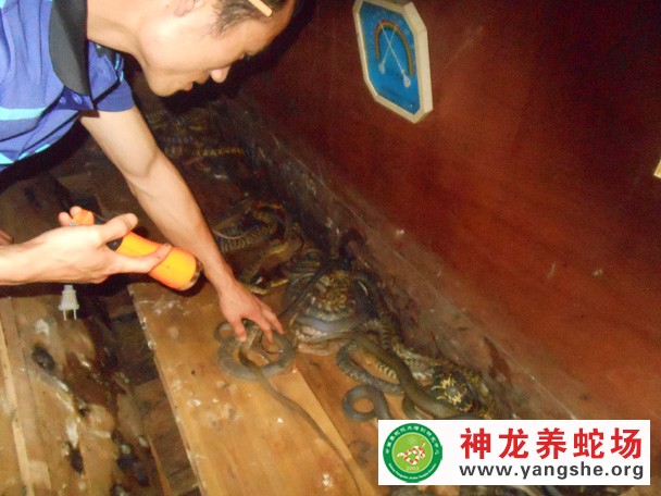 学员养殖大王蛇成功案例