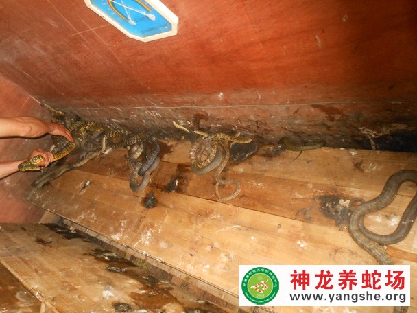 学员养殖大王蛇成功案例