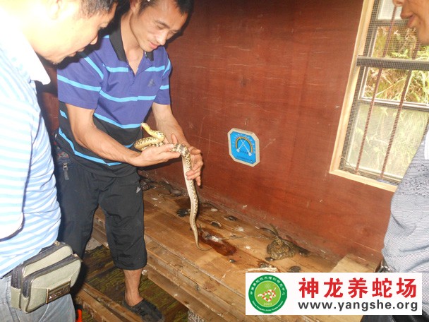 学员养殖大王蛇成功案例