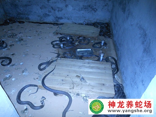 眼镜蛇养殖视频