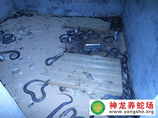 眼镜蛇养殖视频