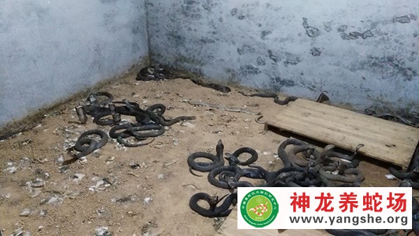 眼镜蛇养殖视频