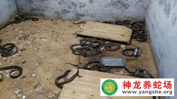 眼镜蛇养殖技术视频