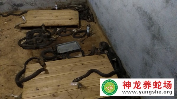 眼镜蛇养殖技术视频