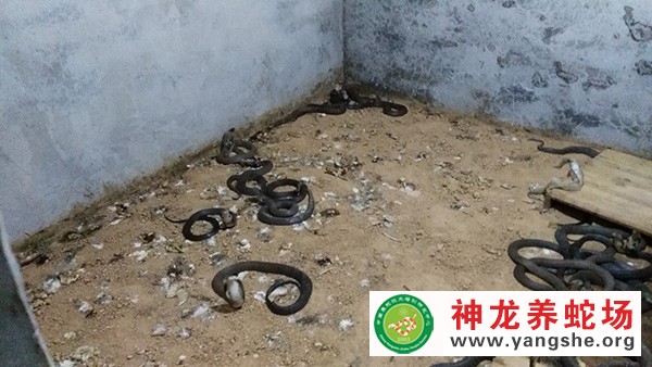 眼镜蛇养殖技术视频