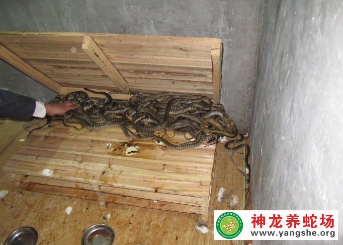 水律蛇养殖视频