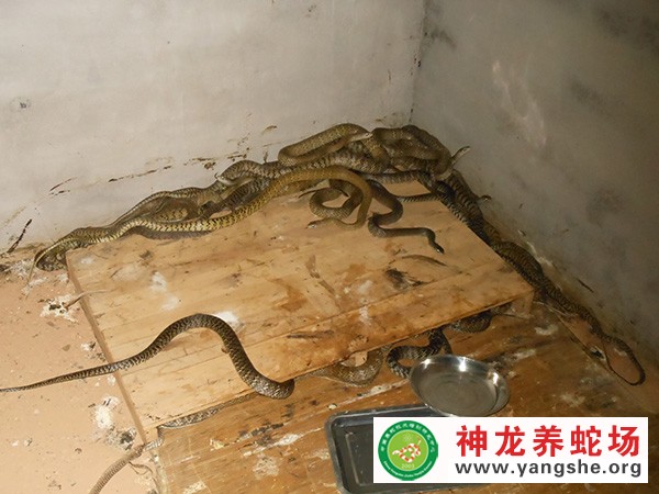 水律蛇养殖技术视频